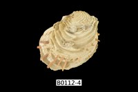 藏品(細刺海菊蛤)的圖片